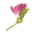 Alstroemeria. Beautiful Peruvian Lilly. Pink flower. Watercolor illustration of a bud with greenery on an isolated white Royalty Free Stock Photo