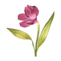 Alstroemeria. Beautiful Peruvian Lilly. Pink flower. Watercolor illustration of a bud with greenery on an isolated white Royalty Free Stock Photo