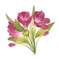 Alstroemeria. Beautiful Peruvian Lilly. Pink flower. Watercolor illustration of a bud with greenery on an isolated white Royalty Free Stock Photo