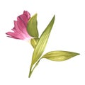 Alstroemeria. Beautiful Peruvian Lilly. Pink flower. Watercolor illustration of a bud with greenery on an isolated white