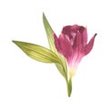 Alstroemeria. Beautiful Peruvian Lilly. Pink flower. Watercolor illustration of a bud with greenery on an isolated white