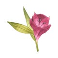 Alstroemeria. Beautiful Peruvian Lilly. Pink flower. Watercolor illustration of a bud with greenery on an isolated white