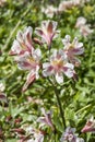 Alstroemeria `Blushing Bride` Royalty Free Stock Photo