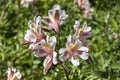 Alstroemeria `Blushing Bride` Royalty Free Stock Photo