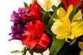 Alstroemeria, commonly called the Peruvian lily or lily of the Incas isolated on white background Royalty Free Stock Photo