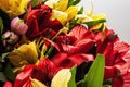 Alstroemeria, commonly called the Peruvian lily or lily of the Incas isolated on white background Royalty Free Stock Photo