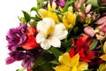 Alstroemeria, commonly called the Peruvian lily or lily of the Incas. Royalty Free Stock Photo