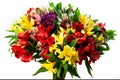 Alstroemeria, commonly called the Peruvian lily or lily of the Incas. Royalty Free Stock Photo