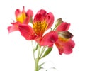 Alstroemeria flower