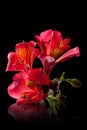 Alstroemeria flower