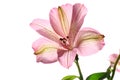 Alstroemeria flower