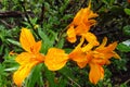 Alstroemeria flower, Peruvian lily orange flower Royalty Free Stock Photo