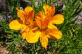 Alstroemeria flower, Peruvian lily orange flower Royalty Free Stock Photo