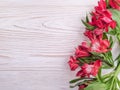 Alstroemeria flower  wood background frame beauty Royalty Free Stock Photo