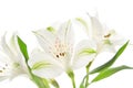 Alstroemeria flowers Royalty Free Stock Photo