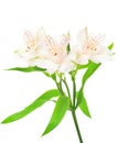 Alstroemeria flowers Royalty Free Stock Photo