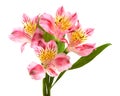 Alstroemeria flowers