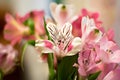 Alstroemeria flowers delicate orange close-up macro Royalty Free Stock Photo