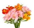 Alstroemeria