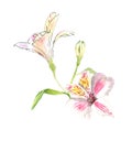 Alstroemeria flowers on a twig, pink flowers on a white background, realistic botanical drawing by hand, watercolor