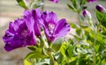 Alstroemeria Inticancha flowers close up