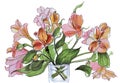 Alstroemeria Liliales in glass