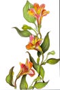 Alstroemeria Liliales Markers