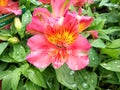 Alstroemeria `Little Miss Tara`