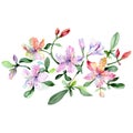 Alstroemeria and orchids bouquet botanical flowers. Watercolor background set. Isolated bouquets illustration element. Royalty Free Stock Photo