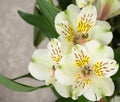 Alstroemeria Peruvian lily. Royalty Free Stock Photo