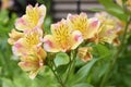 Alstroemeria Peruvian lily flowers.