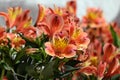 Alstroemeria peruvian lily flowers Royalty Free Stock Photo