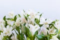 Alstroemeria, peruvian lily or lily of the Incas blooming in garden