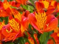 Alstroemeria Peruvian Lily, variety Orange Glory Royalty Free Stock Photo