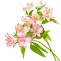 Alstroemeria pink flowers