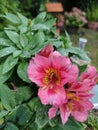 alstroemeria psittacina after rain, peruvian lily, pink flowers, green leafs Royalty Free Stock Photo