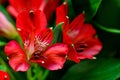 Alstroemeria red flowers with green leafs Royalty Free Stock Photo