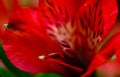 Alstroemeria red flowers with green leafs Royalty Free Stock Photo