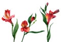 Alstroemeria