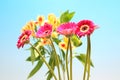 alstroemeria and transvaal daisy in a blue gradient background Royalty Free Stock Photo