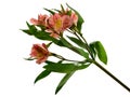Alstromeria Royalty Free Stock Photo