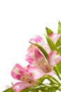 Alstromeria Royalty Free Stock Photo