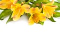 Alstromeria. Royalty Free Stock Photo