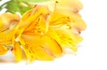 Alstromeria. Royalty Free Stock Photo