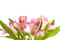 Alstromeria Royalty Free Stock Photo