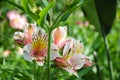 Alstromeria Royalty Free Stock Photo