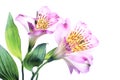 Alstromeria Royalty Free Stock Photo