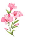 Alstromeria branch isolated on white Royalty Free Stock Photo