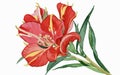 Alstromeria flower watercolor art and illustration created with ai