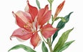 Alstromeria flower watercolor art and illustration created with ai